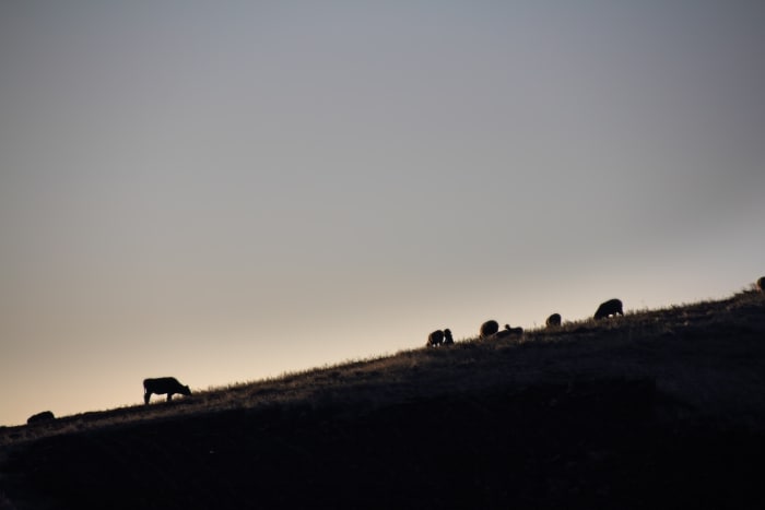 Silhouette of cows and sheep on hillside at dusk