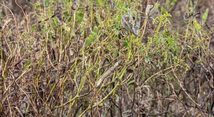 bean pod stripper harvest Strip search hoax video