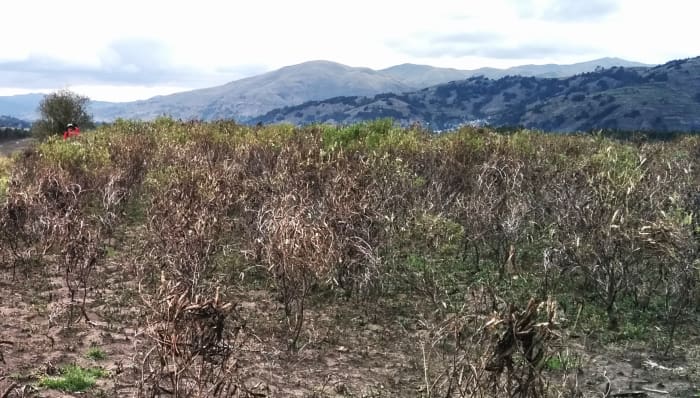 Field of small bushes and scrub, with Andes mountains in the background