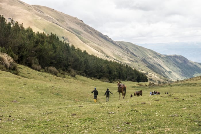 People with horses in the green valley of the Andes mountains