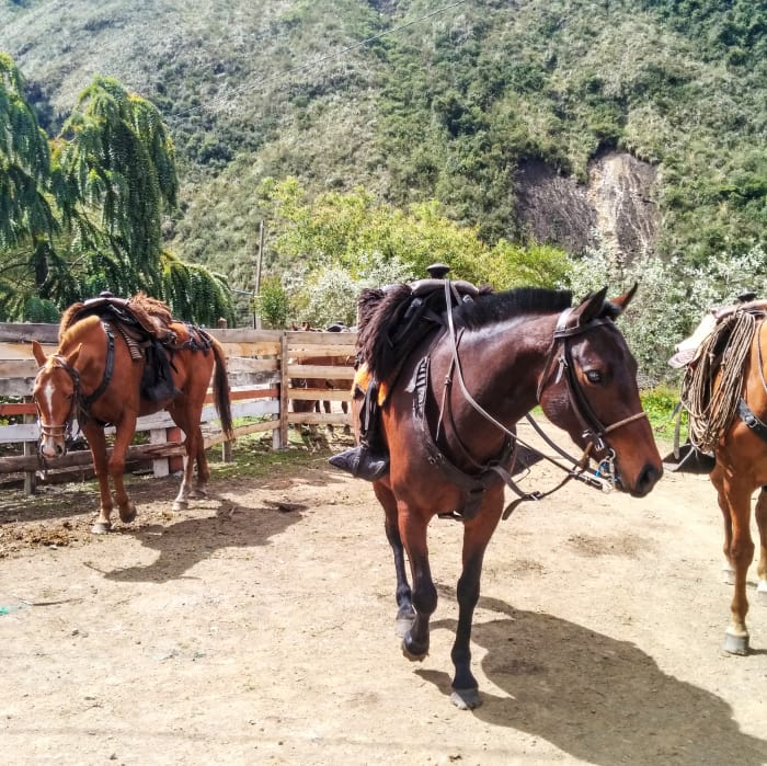 Two horses with saddles in the yard in front of the hacienda villa