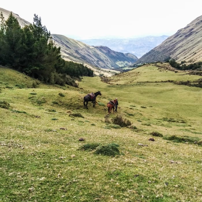 Two horses standing in the green valley, with the Andes mountains behind