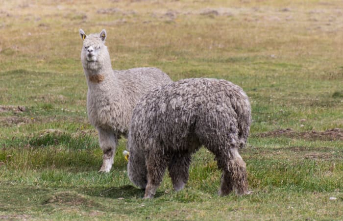 Two white alpacas in a field grazing