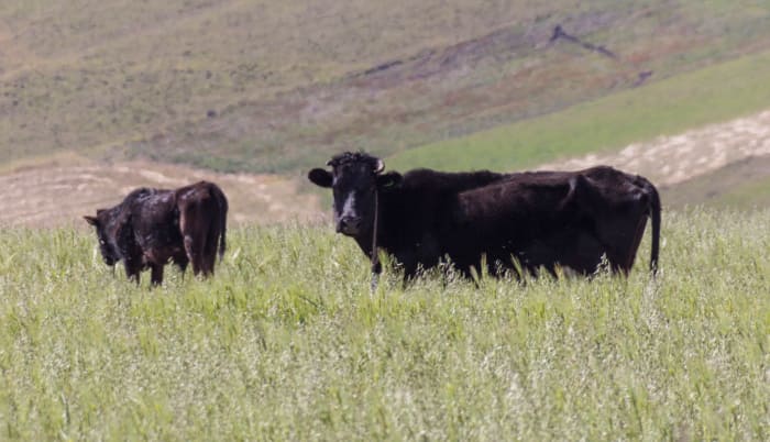 Two black cows in a meadow