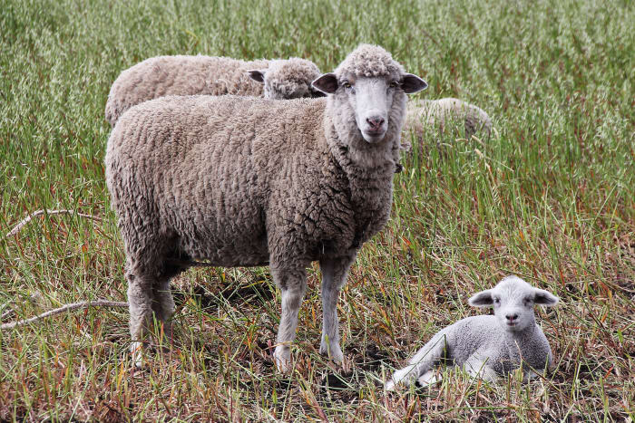 Sheep and baby lamb in tall grass meadow grazing