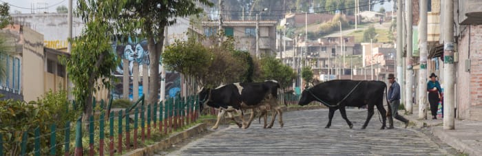 Man with cows crossing a cobblestone street