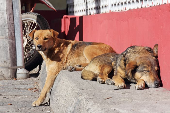 Two dogs lying on a street sidewalk